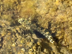 Coryphoblennius galerita