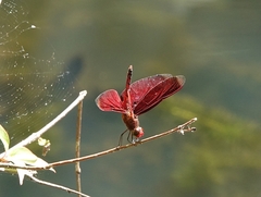Neurothemis taiwanensis
