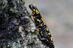 Salamandra salamandra