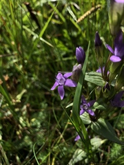 Gentianella austriaca
