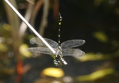 Ictinogomphus rapax