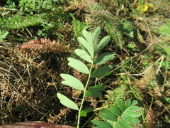 Sibbaldianthe bifurca