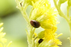 Olibrus semistriatus