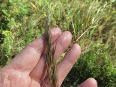 Achnatherum sibiricum