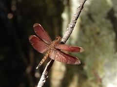 Neurothemis taiwanensis
