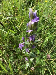 Gentianella austriaca