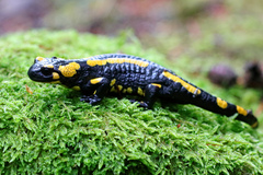 Salamandra salamandra