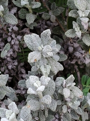 Calceolaria polifolia