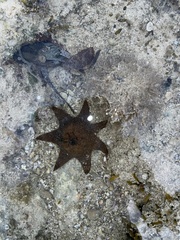 Aquilonastra