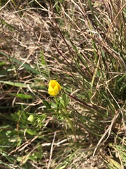 Ranunculus lappaceus