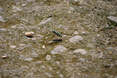 Cosmodela batesi