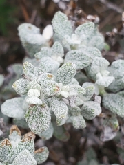 Calceolaria polifolia