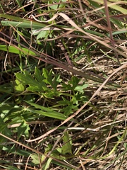 Ranunculus lappaceus
