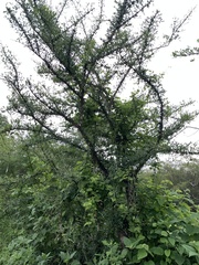 Crescentia alata