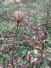 Lilium martagon pilosiusculum