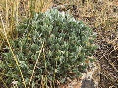 Astragalus gilviflorus