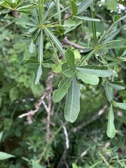 Crescentia alata