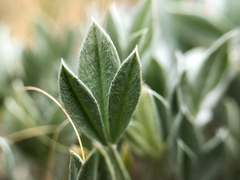 Astragalus gilviflorus