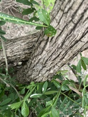 Crescentia alata
