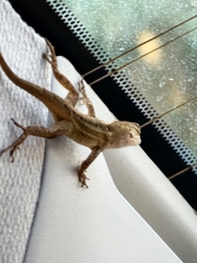 Anolis sagrei