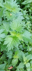 Leonurus quinquelobatus