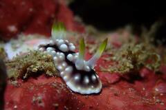 Goniobranchus geometricus