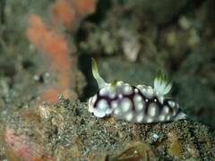 Goniobranchus geometricus