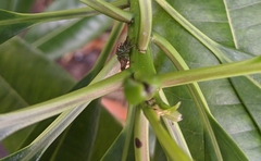 Salticidae