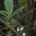 Aeschnophlebia taiwana - Photo (c) Hong,  זכויות יוצרים חלקיות (CC BY-NC), הועלה על ידי Hong