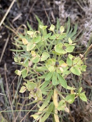 Euphorbia