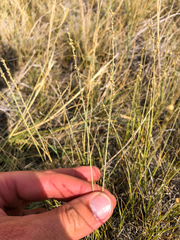 Muhlenbergia cuspidata