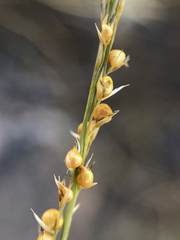 Muhlenbergia cuspidata