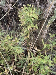Euphorbia