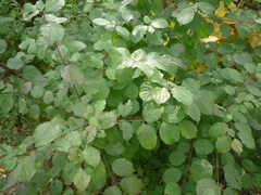 Cornus sanguinea australis