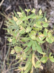Euphorbia