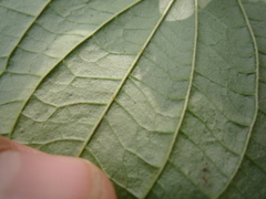 Cornus sanguinea australis