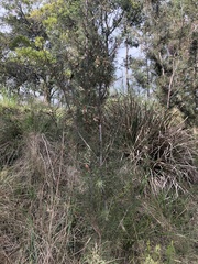 Hakea decurrens