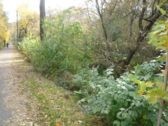 Cornus sanguinea australis