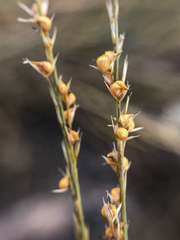 Muhlenbergia cuspidata