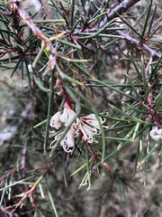 Hakea decurrens