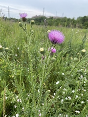 Carduus acanthoides