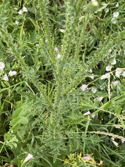 Carduus acanthoides