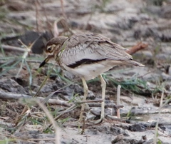 Zapornia flavirostra