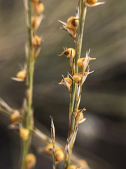 Muhlenbergia cuspidata