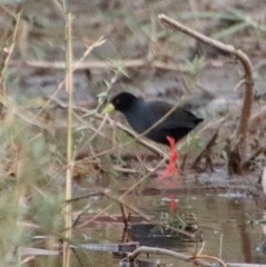 Zapornia flavirostra