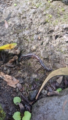 Scolopendridae