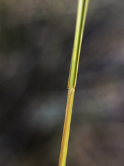 Muhlenbergia cuspidata
