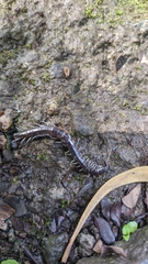 Scolopendridae