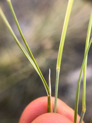 Muhlenbergia cuspidata