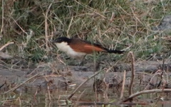 Centropus cupreicaudus